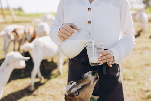 Minuman Susu Kambing